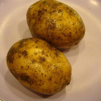 Russet Potatoes (5s)