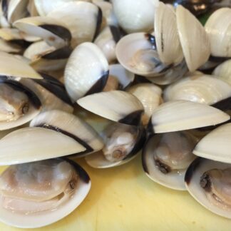 White Clams (per kg approx 35-40pcs)